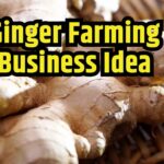 Ginger Farming Business Idea in India 2024 : Demand Increased in winter Season, Know How to Earn in Lakhs