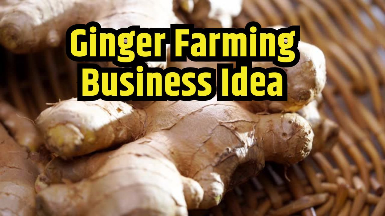 Ginger Farming Business Idea in India 2024 : Demand Increased in winter Season, Know How to Earn in Lakhs